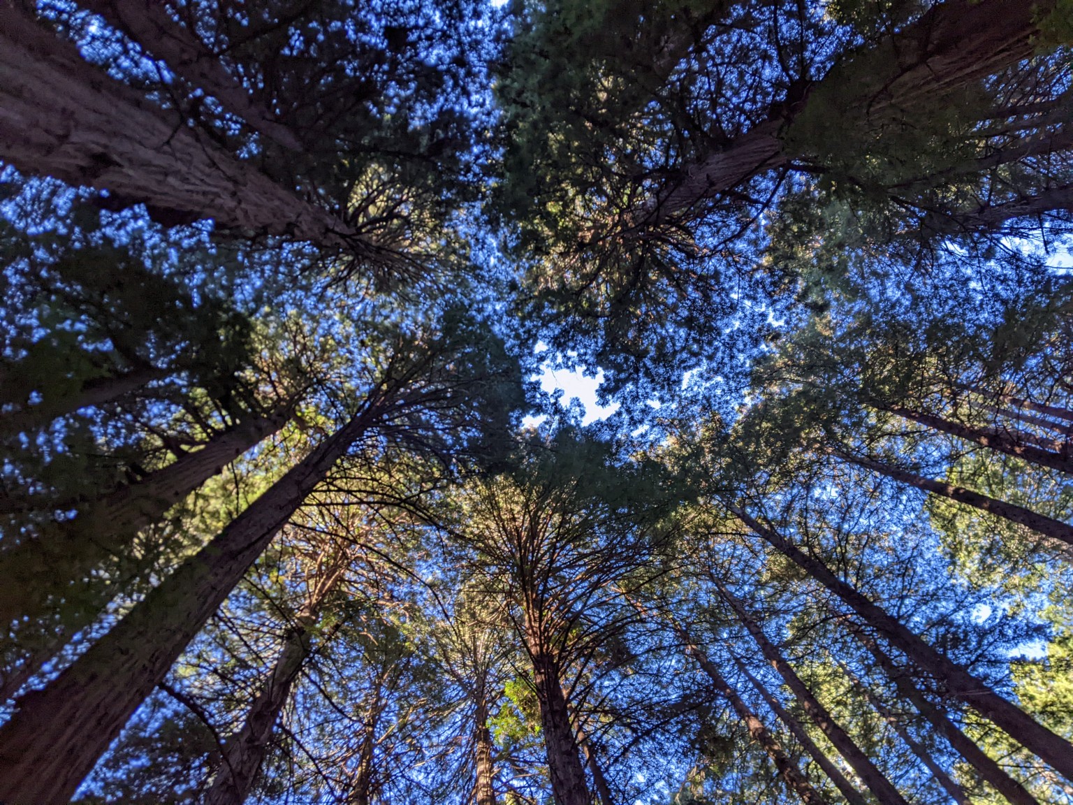 An upward view of tall trees converging around an opening in the canopy.