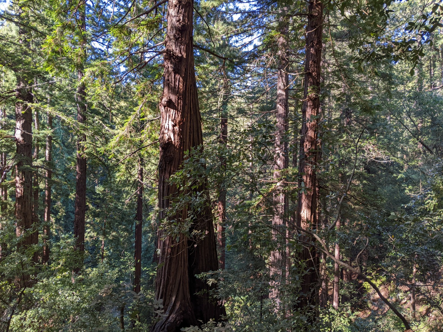 Deeply ridged tree trunks standing among green branches in a forest.